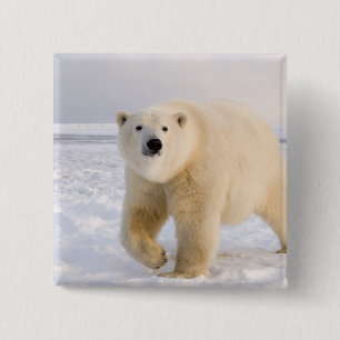 Bóton Quadrado 5.08cm urso polar, Ursus maritimus, no gelo e neve, 2