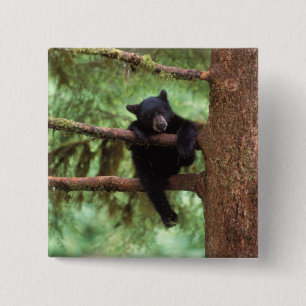 Bóton Quadrado 5.08cm urso preto, Ursus americanus, filhote em uma árvor