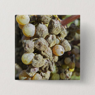 Bóton Quadrado 5.08cm Uvas Semillon com podridão nobre. na época da colh