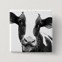 Vaca de leiteria - vitela preto e branco da