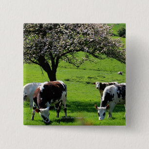 Bóton Quadrado 5.08cm Vaca entre árvores de maçã de florescência em