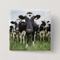 Vacas em fila olhando para a câmera