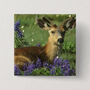 Bóton Quadrado 5.08cm Veado-de-cauda-negra, Hemionus Odocoileus