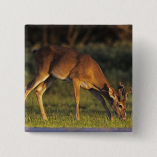 Bóton Quadrado 5.08cm Veado-mateiro, Odocoileus virginianus