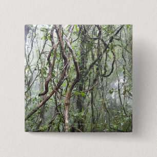 Bóton Quadrado 5.08cm videira e ramos torcidos na floresta húmida