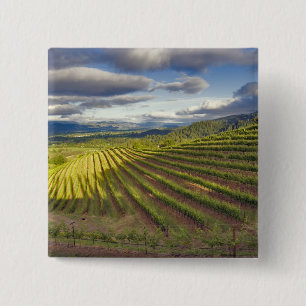 Bóton Quadrado 5.08cm Vineyard. Vale Napa. Napa. Condado de Napa,