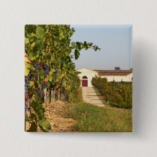 Bóton Quadrado 5.08cm Vinhas, videiras petit verdot e a adega ao