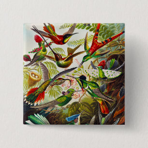 Bóton Quadrado 5.08cm Vintage Hummingbirds by Ernst Haeckel