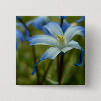 Bóton Quadrado 5.08cm witherly