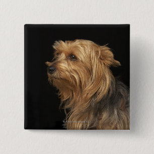 Bóton Quadrado 5.08cm Yorkie preto e marrom deixou o perfil no preto