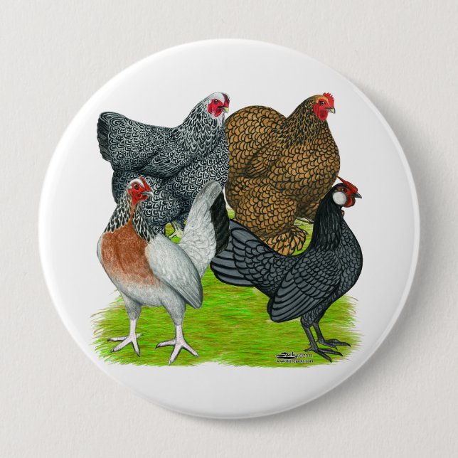 Bóton Redondo 10.16cm Bantam Hen Quartet (Frente)