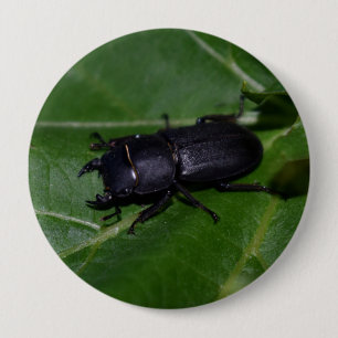 Bóton Redondo 10.16cm Dorcus parallelipipedus , o escaravelho inferior