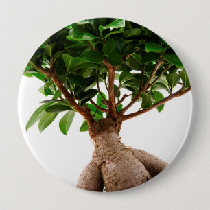 Bóton Redondo 10.16cm Ficus Ginseng