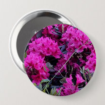 Flores rosa de rododendron