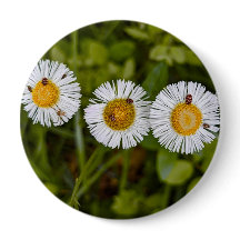 Foto engraçada de margaridas com olhos de inseto