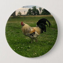 Frango Caipira na Foto da Fazenda