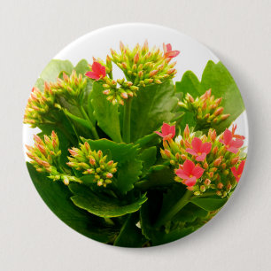 Bóton Redondo 10.16cm Kalanchoe blossfeldiana
