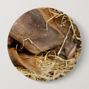 BÓTON REDONDO 10.16CM PIG