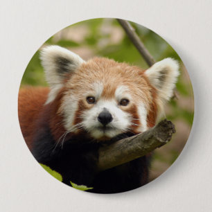 Bóton Redondo 10.16cm red-panda-004