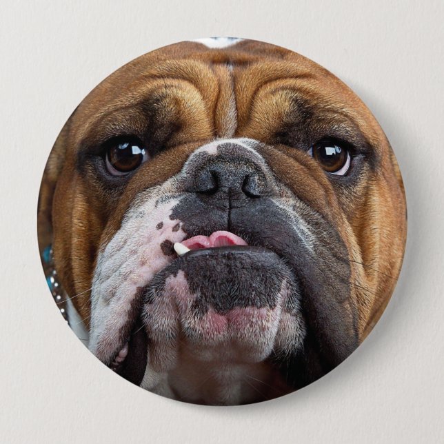 Bóton Redondo 10.16cm Travesseiro decorativo Inglês Bulldog (Frente)