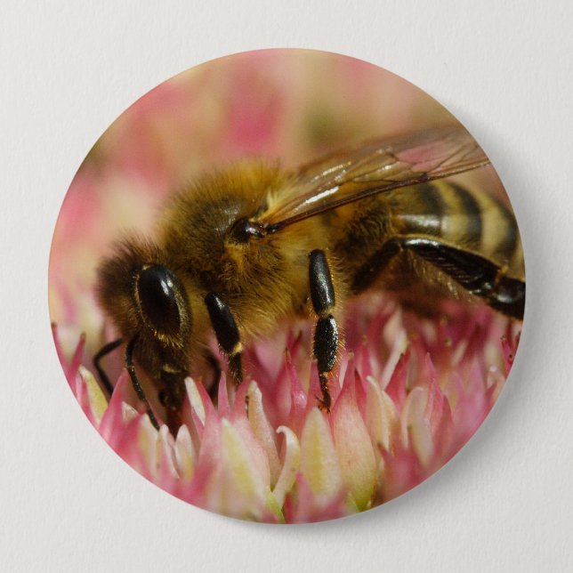 Bóton Redondo 10.16cm Western Honey Bee Macro (Frente)