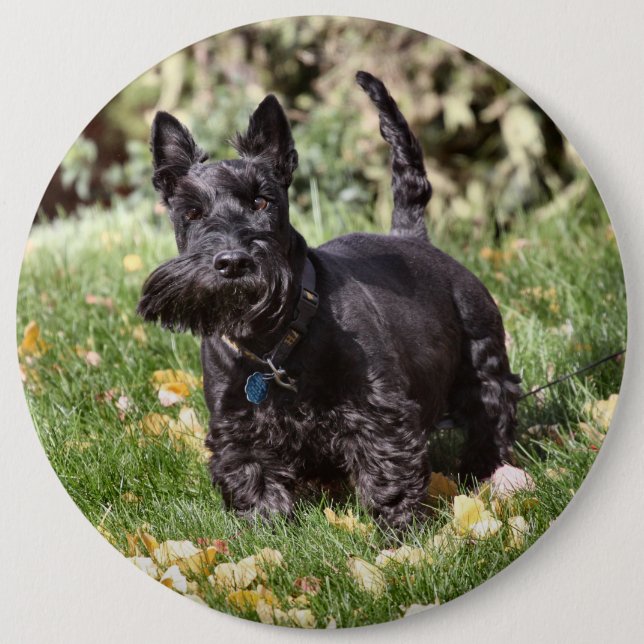 Bóton Redondo 15.24cm Ach (Frente)