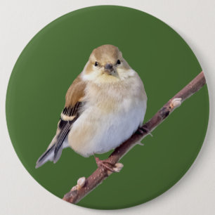 Bóton Redondo 15.24cm American Goldfinch Olhando Para Você