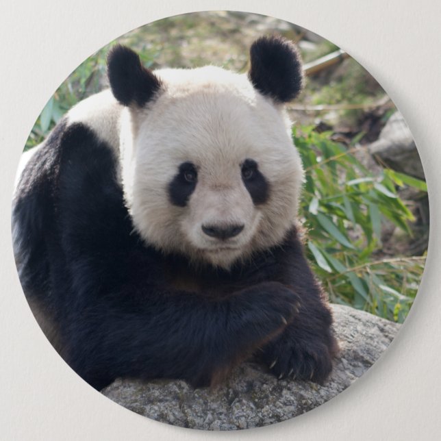 Bóton Redondo 15.24cm Amigo Giant Panda (Frente)