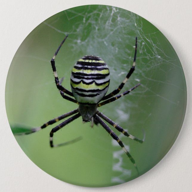 Bóton Redondo 15.24cm Argiope bruennichi (Frente)