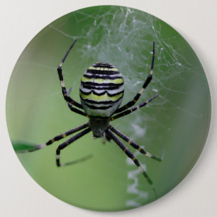 Bóton Redondo 15.24cm Argiope bruennichi