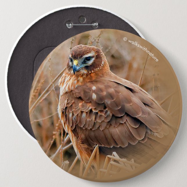 Bóton Redondo 15.24cm Belo Norte feminino Harrier no pântano (Frente & Verso)