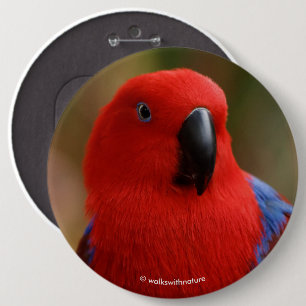 Bóton Redondo 15.24cm Belo "Senhora em Vermelho" Eclectus Parrot