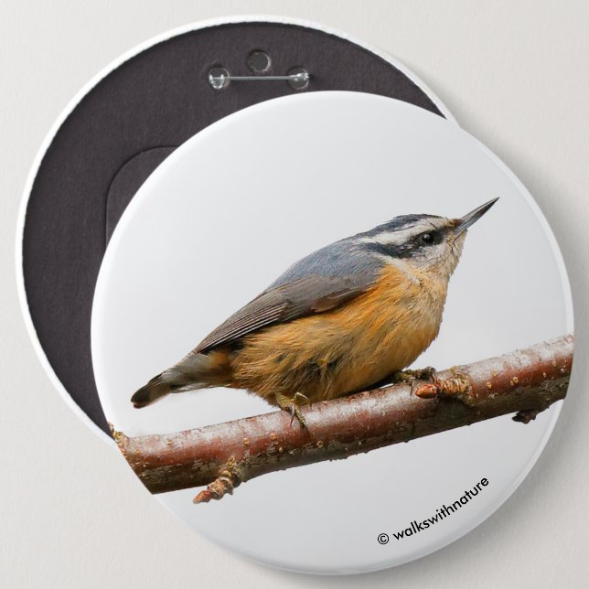 Bóton Redondo 15.24cm Bonito Nuthatch Vermelho em um Ramo (Frente & Verso)