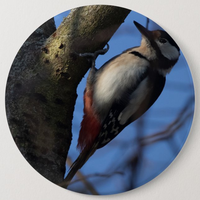 Bóton Redondo 15.24cm Buntspecht (Frente)