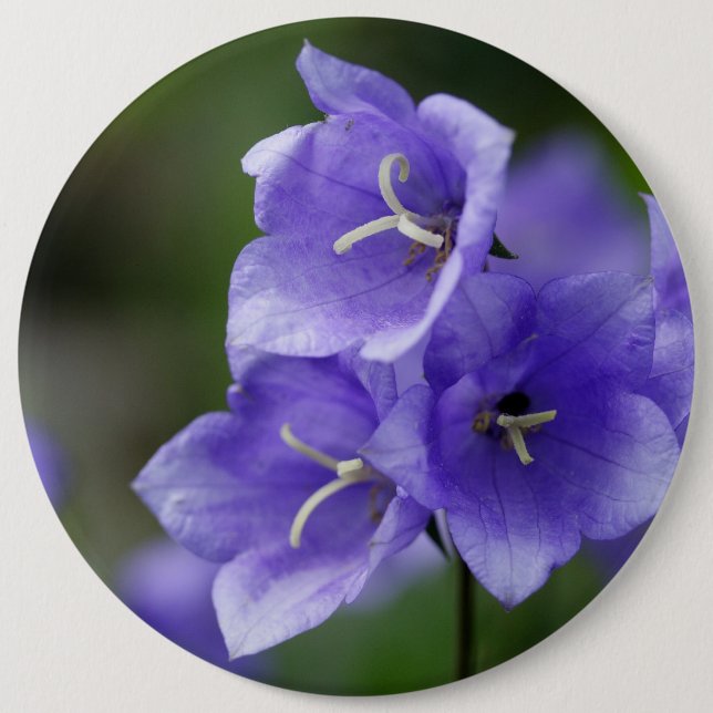 Bóton Redondo 15.24cm Campainha Adorável Campanula (Frente)