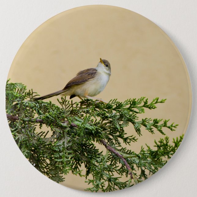 Bóton Redondo 15.24cm Cartão-postal Sparrow (Frente)