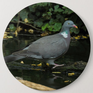 Bóton Redondo 15.24cm Columba palumbus
