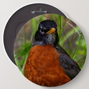 Bóton Redondo 15.24cm Curioso Robin Songbird americano na grama