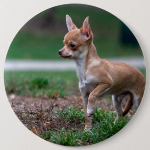 Bóton Redondo 15.24cm Doce Chihuahua Puppy Gundog Wannabe