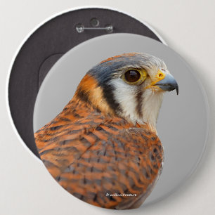 Bóton Redondo 15.24cm Falcão Americano Kestrel Sparrowhawwawk espantoso