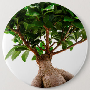 Bóton Redondo 15.24cm Ficus Ginseng
