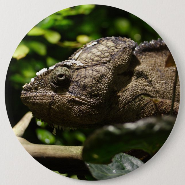 Bóton Redondo 15.24cm Furcifer oustaleti (Frente)