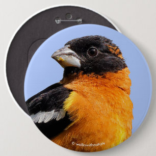 Bóton Redondo 15.24cm Grosbeak de cabeça negra bonito em uma árvore
