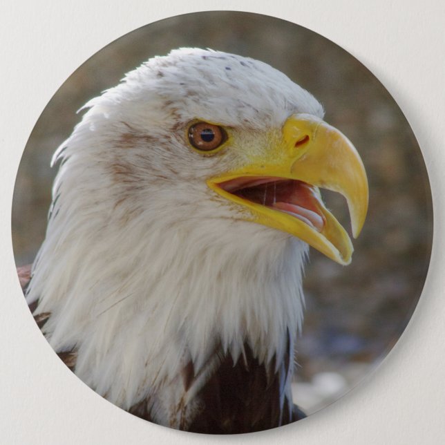 Bóton Redondo 15.24cm Haliaeetus leucocephalus (Frente)