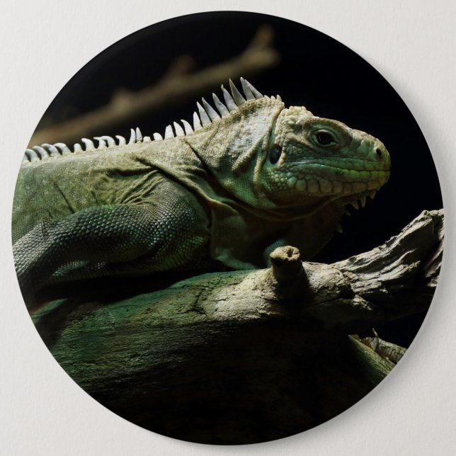 Bóton Redondo 15.24cm Iguana delicatissima (Frente)