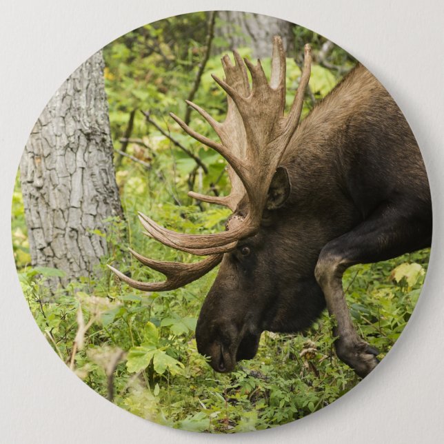 Bóton Redondo 15.24cm Moose Sensante (Frente)