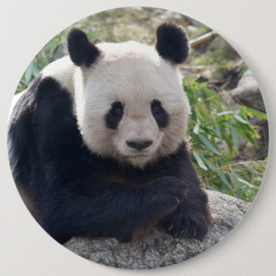 Bóton Redondo 15.24cm Panda Amigável