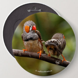 Bóton Redondo 15.24cm Par Cheio de Zebra Finches Canaviais