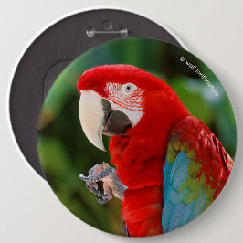 Bóton Redondo 15.24cm Perfil de uma Macaw Bonito de asa verde