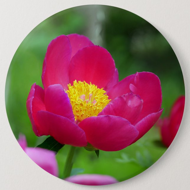 Bóton Redondo 15.24cm Rosa Rosa Quente (Frente)
